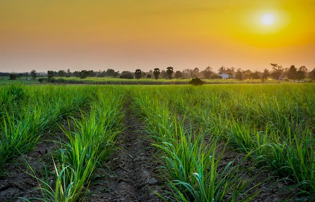 Puesta de sol sobre el campo de caña de azúcar