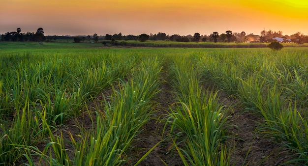 Puesta de sol sobre el campo de caña de azúcar