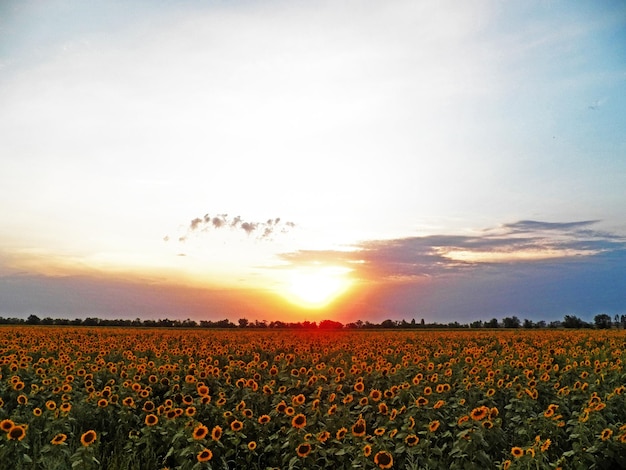 Puesta de sol sobre el campo de los girasoles amarillos Cielo amd nubes