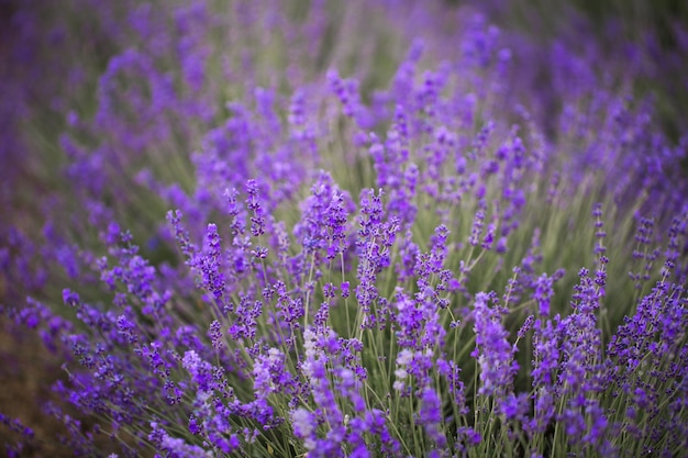 Puesta de sol sobre un campo de lavanda violeta en Provenza, Hokkaido