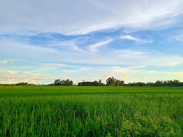 puesta de sol sobre el campo, paisaje con campo y cielo, campo y cielo con nubes