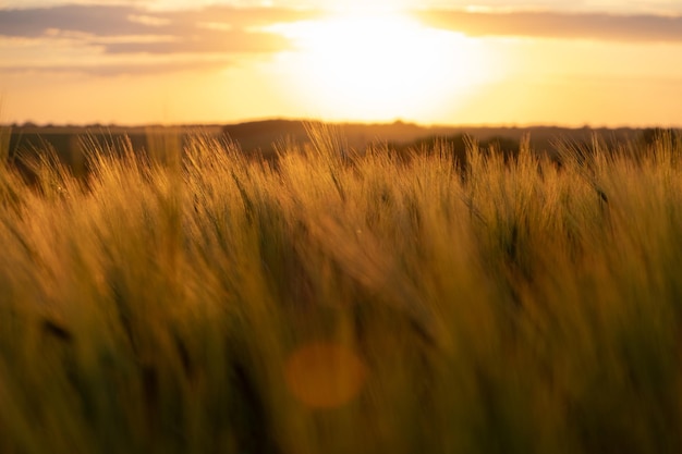 Foto puesta de sol sobre un campo de trigo dorado