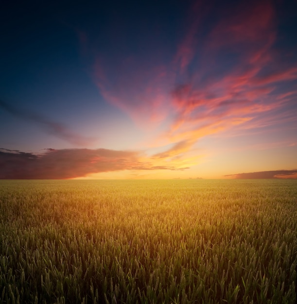 Puesta de sol sobre el campo de trigo