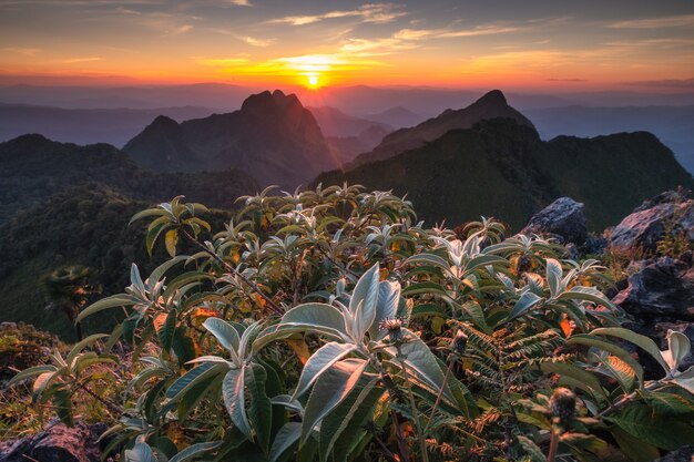 Puesta de sol sobre la cordillera con hojas verdes en el pico en Doi Luang Chiang Dao