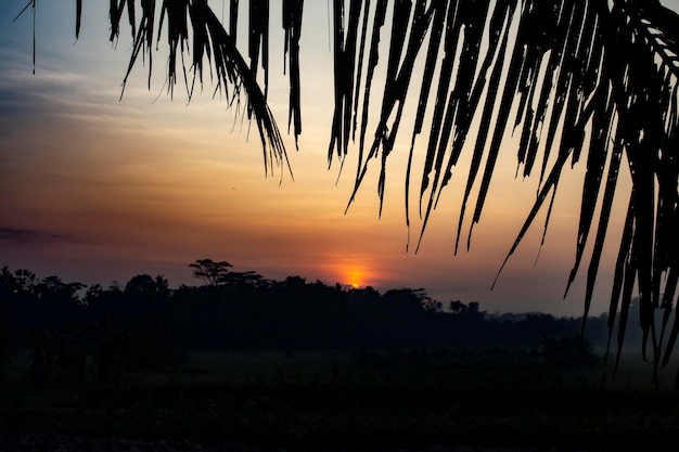 Puesta de sol sobre la finca y la selva