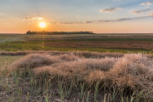 Puesta de sol sobre una franja de campo de canola en la cosecha cerca de Swift Current, Saskatchewan, Canadá