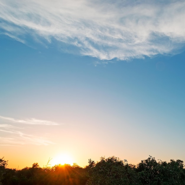 Puesta de sol sobre olivos en Cerdeña