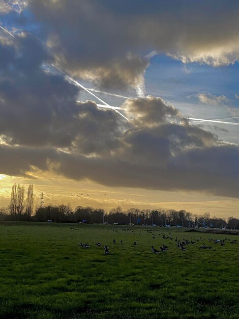 La puesta de sol sobre un prado en los Países Bajos con una bandada de gansos