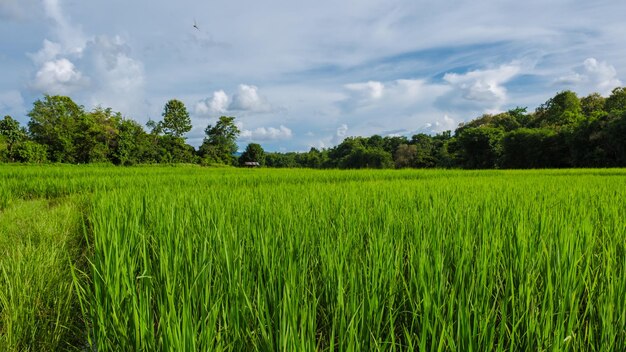 Foto puesta de sol sobre los verdes campos de arroz del centro de tailandia