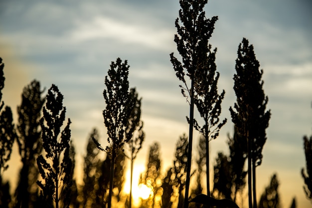 Puesta de sol de sorgo