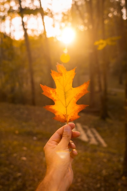 Puesta de sol en una tarde de otoño de la mano de un hombre con una hoja marrón, paisajes otoñales, foto vertical