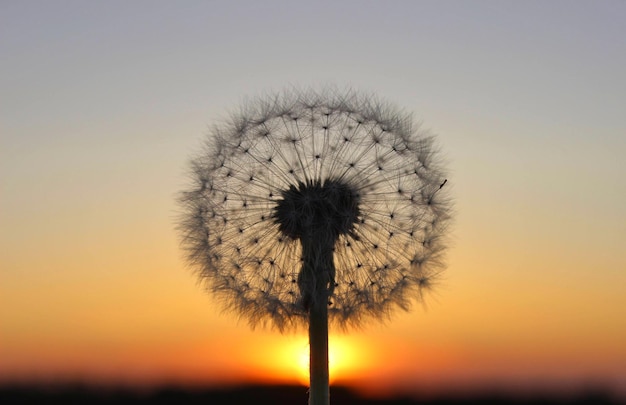 La puesta de sol a través de las bolas de diente de león crea un momento dorado