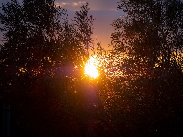 Puesta de sol a través de las ramas de los olivos en el jardín de Grecia