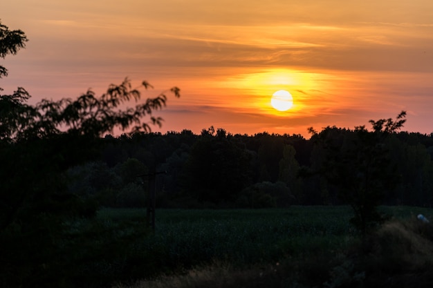 Puesta de sol en verano sobre el bosque