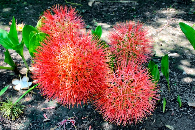 Puff puff lily, flor de sangue ou flor de bola de fogo é lindo. (nome científico haemanthus multiflorus).