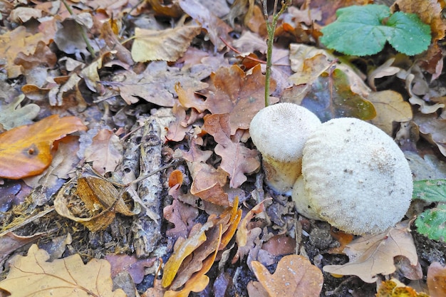 Foto puffball verrugoso lycoperdon perlatum