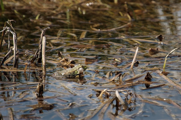 Puffed uo Marsh Frog bei Rainham Marshes