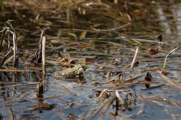 Puffed uo Marsh Frog en Rainham Marshes