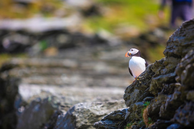 Puffin na rocha do lado direito da imagem.