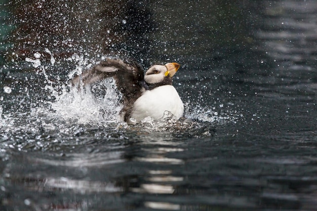 Puffin