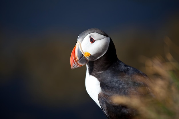 Puffin