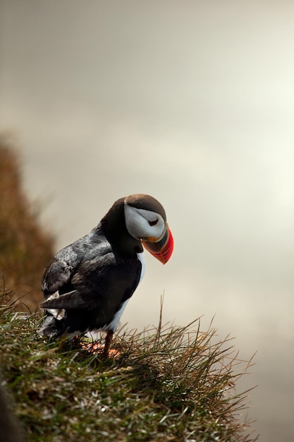 Foto puffin