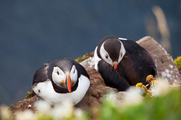 Puffin