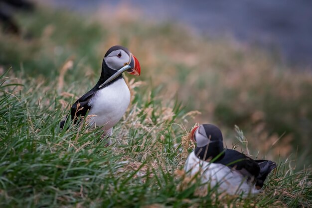 Foto puffins empoleirados no campo