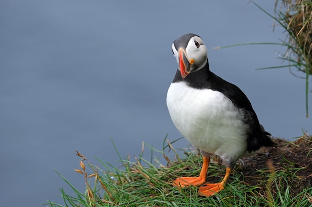 Foto puffins en las micinas