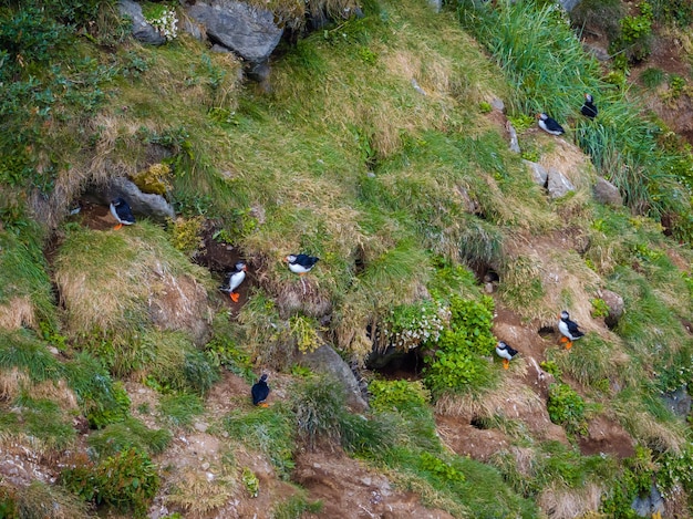 Puffins pássaros coloridos de pé por seus ninhos no penhasco do mar vista aérea