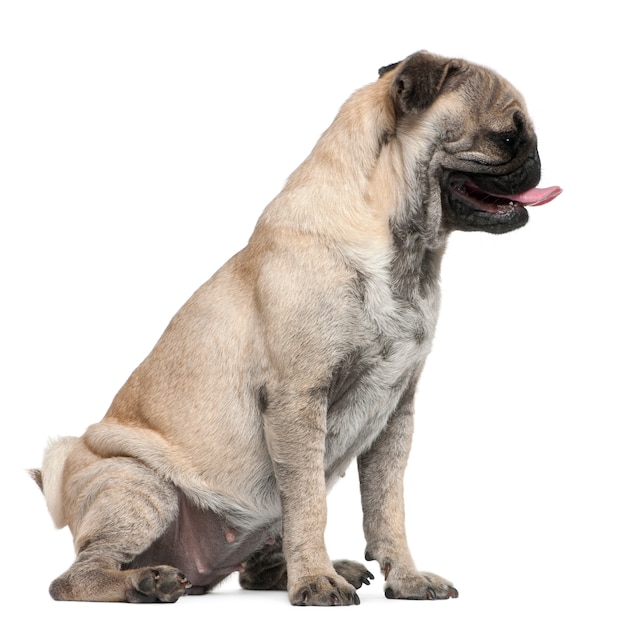 Pug, 19 meses de edad, sentado frente a una pared blanca