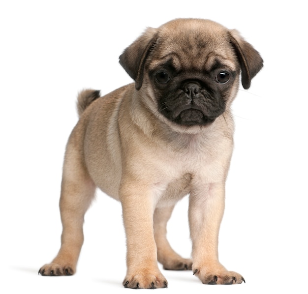 Pug (8 semanas de edad)