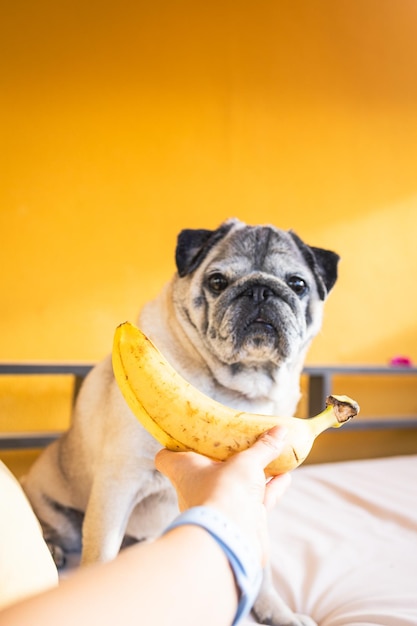 Pug adorável com uma banana Uma dieta saudável para cães Cães e frutas