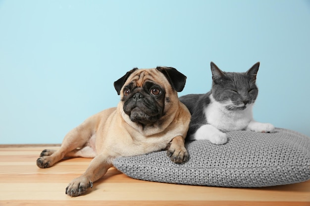 Pug adorável e gato fofo deitados juntos no travesseiro