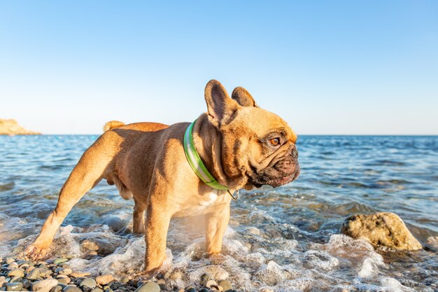 Pug adorável ser feliz na praia. Conceito de férias