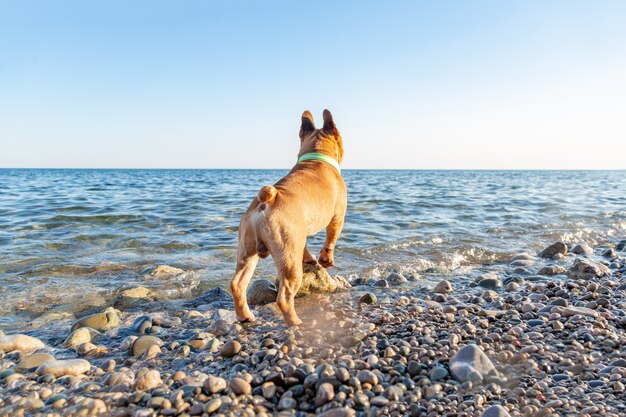 Pug adorável ser feliz na praia