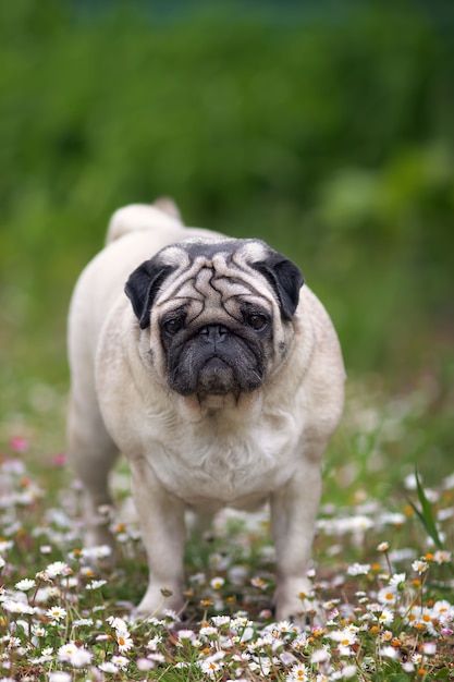 Pug adulto caminhando pelo campo de flores