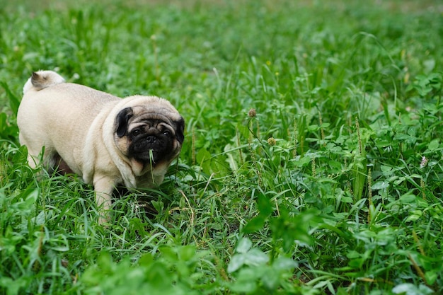 Pug bege comendo grama verde na caminhada no verão