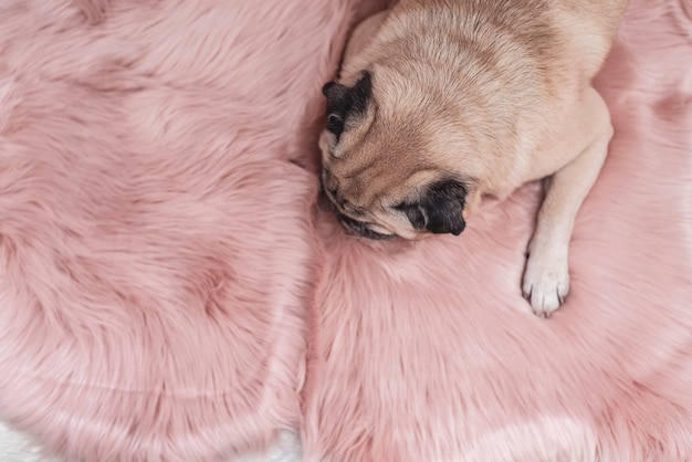 Foto pug bonito está dormindo no tapete cor-de-rosa da pele. conceito sonolento e acolhedor.