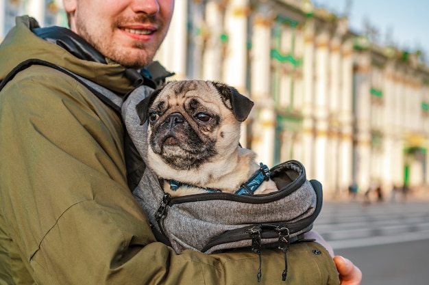 Un pug cansado se sienta en una mochila en los brazos de su dueño, el concepto de viajar con un perro