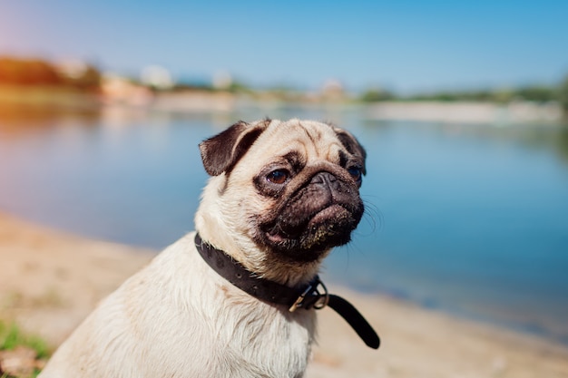 Pug cão sentado pelo rio