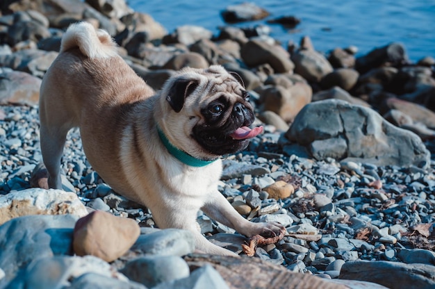 Pug cervatillo con una máscara negra descansando en la naturaleza, posa el arco.