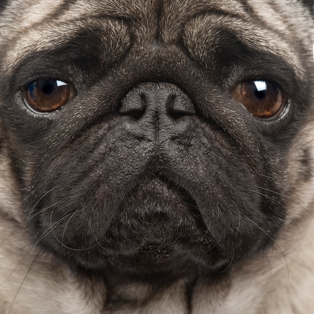 Pug com 4 anos. Retrato de cachorro isolado