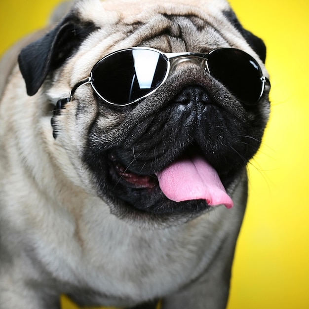 Pug com óculos de sol