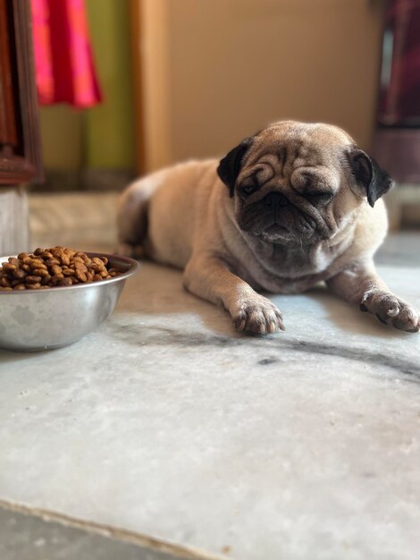 Pug con comida