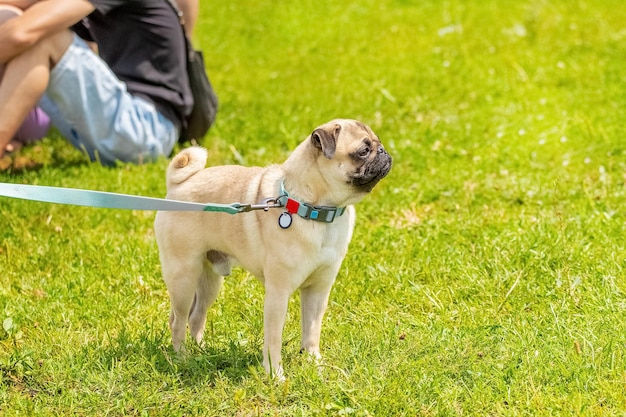 Pug con correa en el parque en un paseo