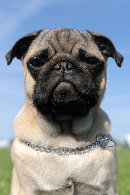 Pug de bebê