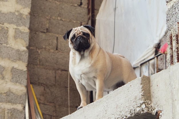 Pug de cachorro olha da varanda de uma casa em construção