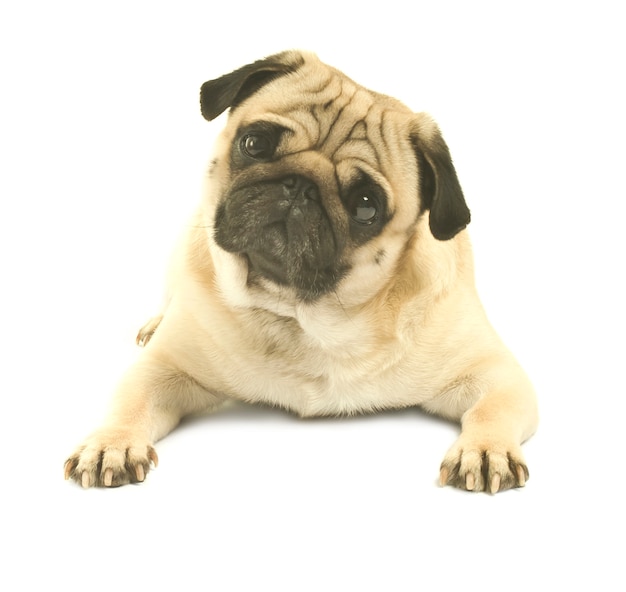 Pug de perto em fundo branco