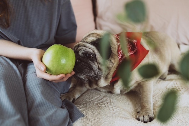 Foto pug deitado no sofá cheirando uma maçã verde nas mãos das crianças